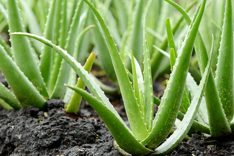 100% Pure Aloe Vera Gel, 500ml. Made from Fresh Aloe Vera Leaves from Organic Farming, 0% added water, no preservatives, no perfumes - BeesActive Australia