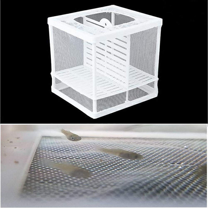 Aquarium Fish Breeder Box for Isolate Fry Small - BeesActive Australia