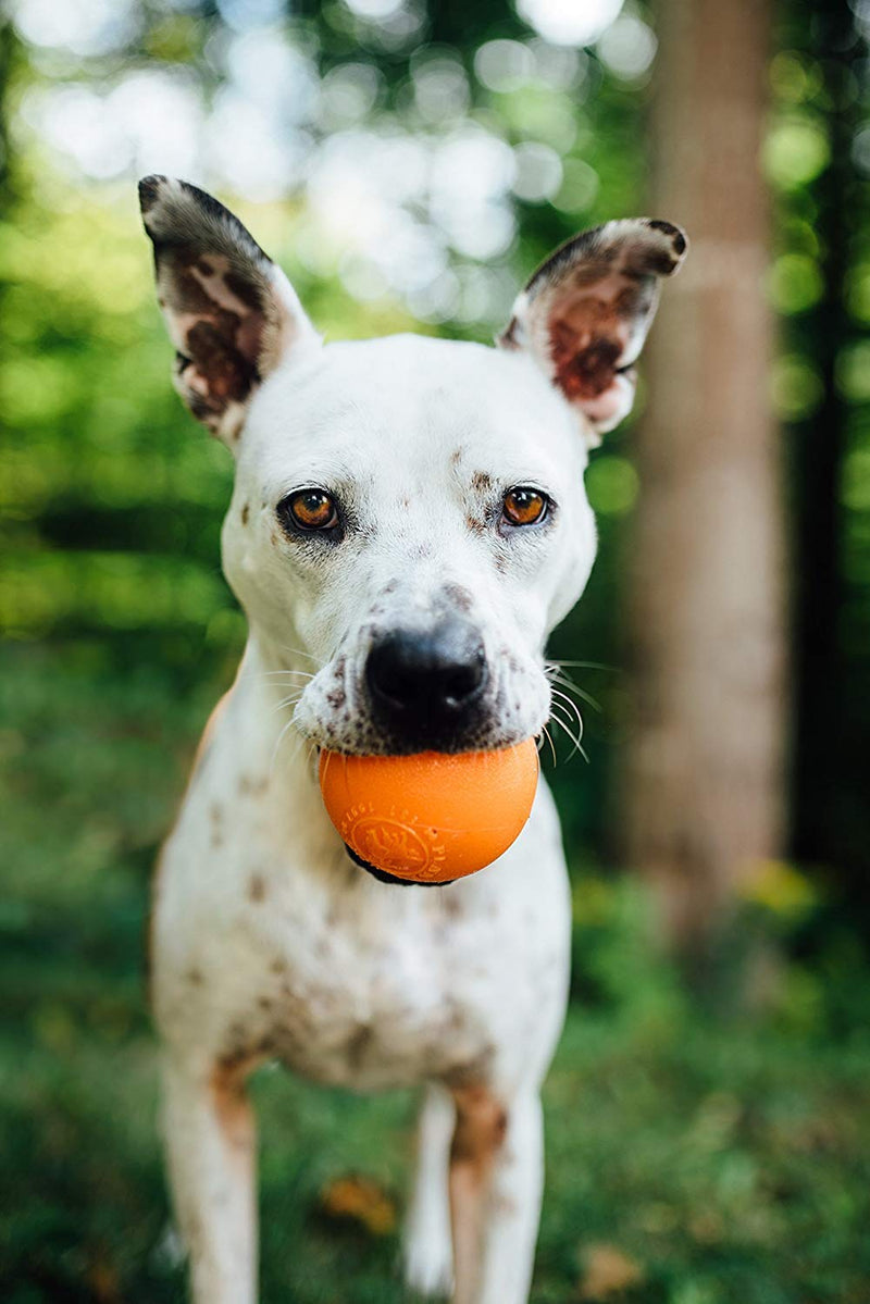 Planet Dog Orbee-Tuff Interactive Ball Dog Toys Squeak Ball One-Size Orange - BeesActive Australia