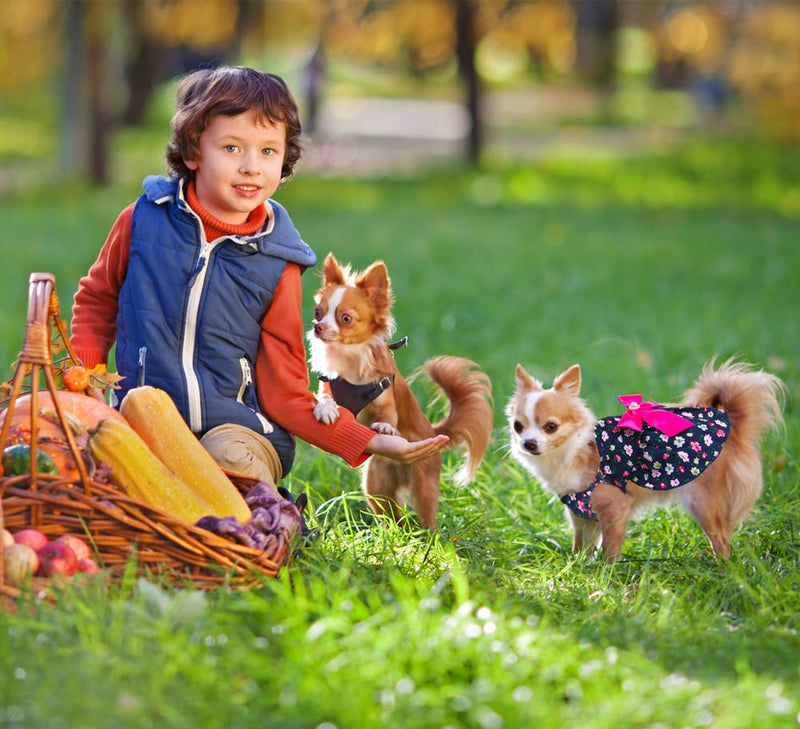 MSNFOASM 2pcs-New Spring Summer Puppy Dog Dress,Cute Colored Sun Flower Dog Bow Skirt for Small Girl Dogs XXS/(Chest 10",Back 8") RoseRed+Pink - BeesActive Australia