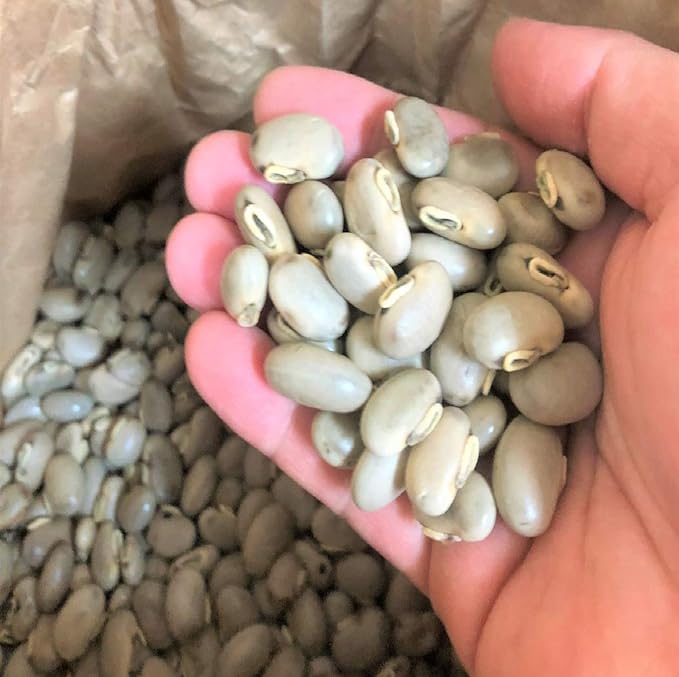 Made in Japan (from Kumamoto Prefecture) 100% Mukuna Beans; Natural Cultivation of Pesticide-free: As it is Mukuna Beans (8 Maso Beans), Raw Mukuna Beans (10.6 oz (300 g) - BeesActive Australia