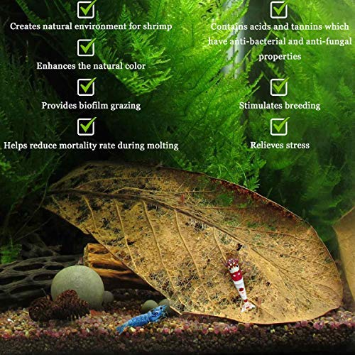 SunGrow Catappa Indian Almond Leaves for Shrimp Aquariums, Lowers Your Tank's pH and Pet Stress, Creates Better Environment, Unique Practical Aquarium Tank Decor Medium (5", 10 pcs) - BeesActive Australia