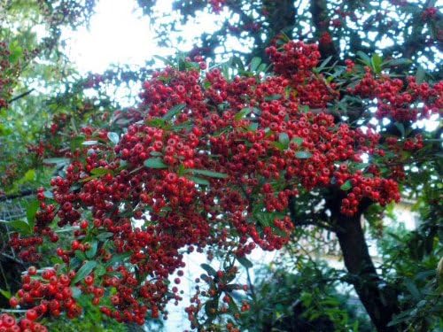 ekurekutexikku ho-sonberi- FFD - BeesActive Australia