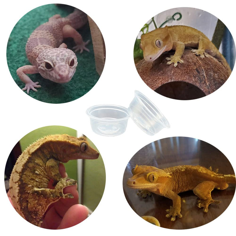 QIHYCUF 100 pcs Small Gecko Food and Water Cups Plastic Reptile Feeding Bowls Ledge Accessories for Crested Gecko Lizards Small Pets, 0.5 oz - BeesActive Australia