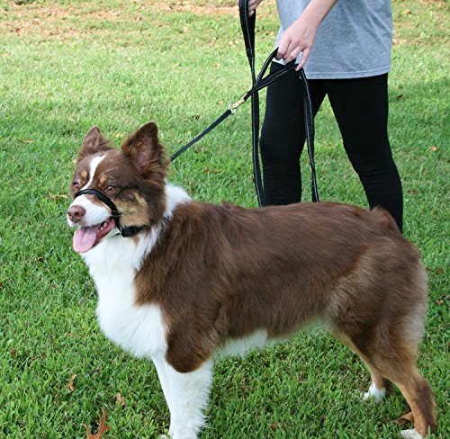 Dog Head Collar, Adjustable and Padded, No-Pull Training Tool for Dogs on Walks, Includes 1 Dog Leash and Free Training Guide, 3 S Black - BeesActive Australia