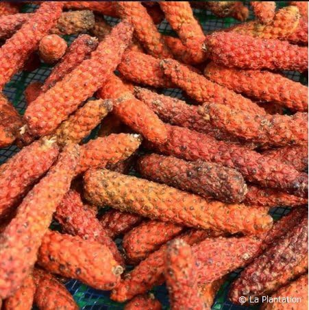 La Plantation "Enjoy the Scent" Long Pepper & Hifatsu [Powder] 3.5 oz (100 g) - BeesActive Australia