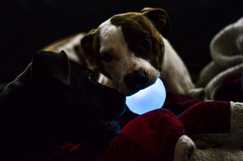 Planet Dog Orbee-Tuff Interactive Ball Dog Toys Strobe (LED Light-up Ball) One-Size Glow in The Dark - BeesActive Australia