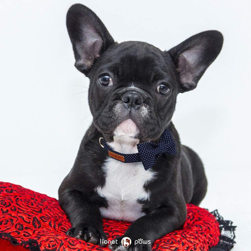 Lionet Paws Dog and Cat Collar with Bowtie, Soft and Comfortable, Adjustable Bowtie Collar for Small Medium Large Dogs Boy or Girl Gift Large (Pack of 1) Blue Point - BeesActive Australia