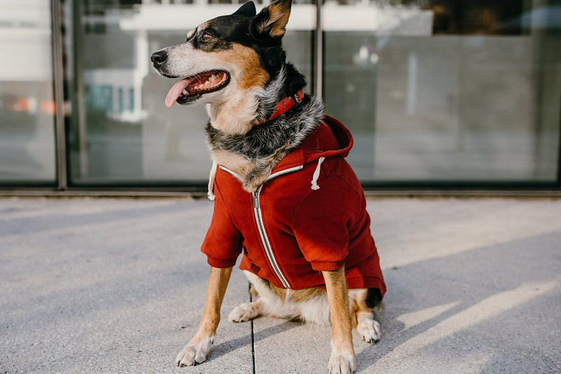 Adventure Zip Up Maroon Red Dog Hoodie with Hook & Loop Pockets and Adjustable Drawstring Hood - Available in Extra Small to Extra Large. Comfortable & Versatile Dog Hoodies by Ellie XXL - BeesActive Australia