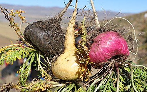 Organic Red Maca Root Gelatinized Powder, Soil Association certified, 250g From the high Peruvian mountains. - BeesActive Australia