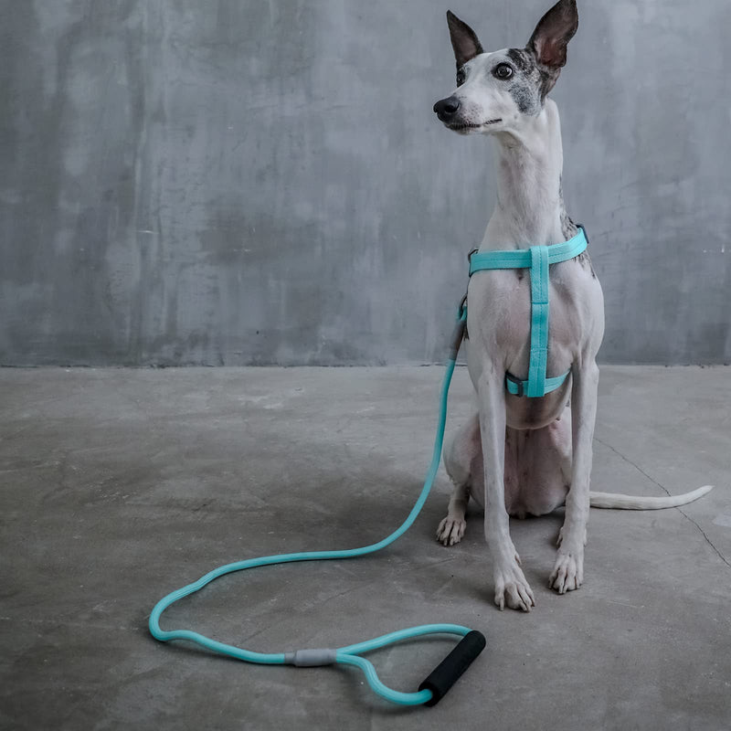 ZOOLAND Rope Leash and Harness Set for Small Medium Large Dogs Adjustable Soft Handle Outdoor Training and Running Light Blue - BeesActive Australia