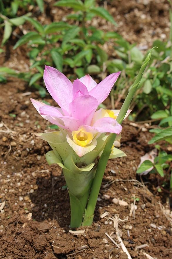 Yakushima Spring 300 Turmeric Whole Set of 2 approx. 2 Months Minutes - BeesActive Australia