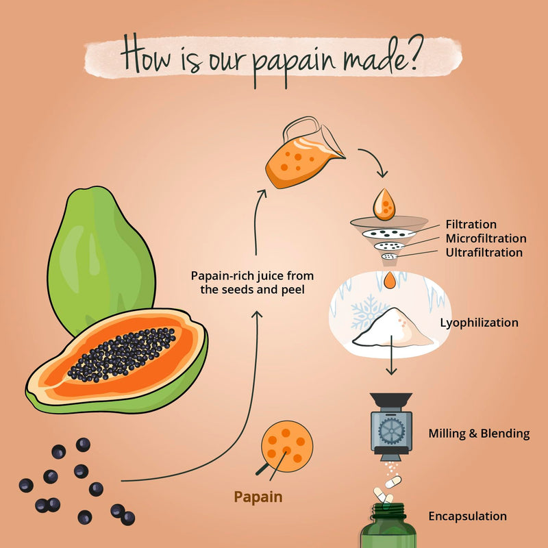 Papaya Enzyme Vegavero� | 2100 mg Papain | 100% Natural: Carica Papaya Fruit Extract | NO Additives | 120 Vegan Capsules - BeesActive Australia