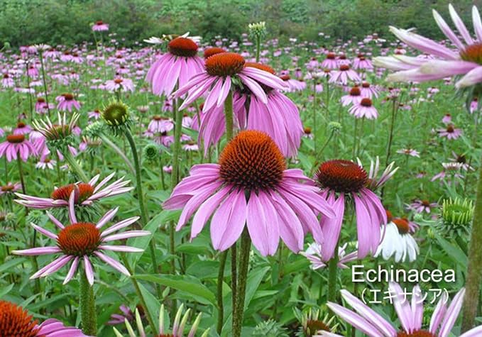 Premium Echinacea Tincture Liquid 29.6ml Set of 2 Herb Supplement Herb Pharm Herb Farm - BeesActive Australia