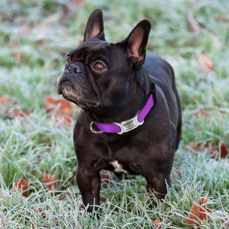 TagME Reflective Nylon Dog Collars, Adjustable Classic Dog Collar with Quick Release Buckle for Puppy /Extra Small/ Small /Medium /Large Dogs Small (Pack of 1) Purple - BeesActive Australia