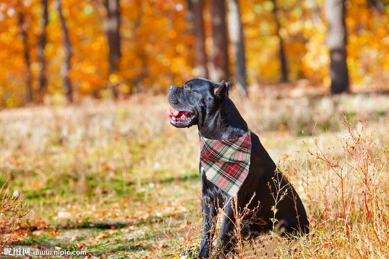 Elegant little tail 1PCS Pet Dog Bandana Washable Reversible Cotton Bibs Scarf, Adjustable Square Dog Kerchief for Small to Large Dogs and Cats Large (1 Count) Red Plaid - BeesActive Australia