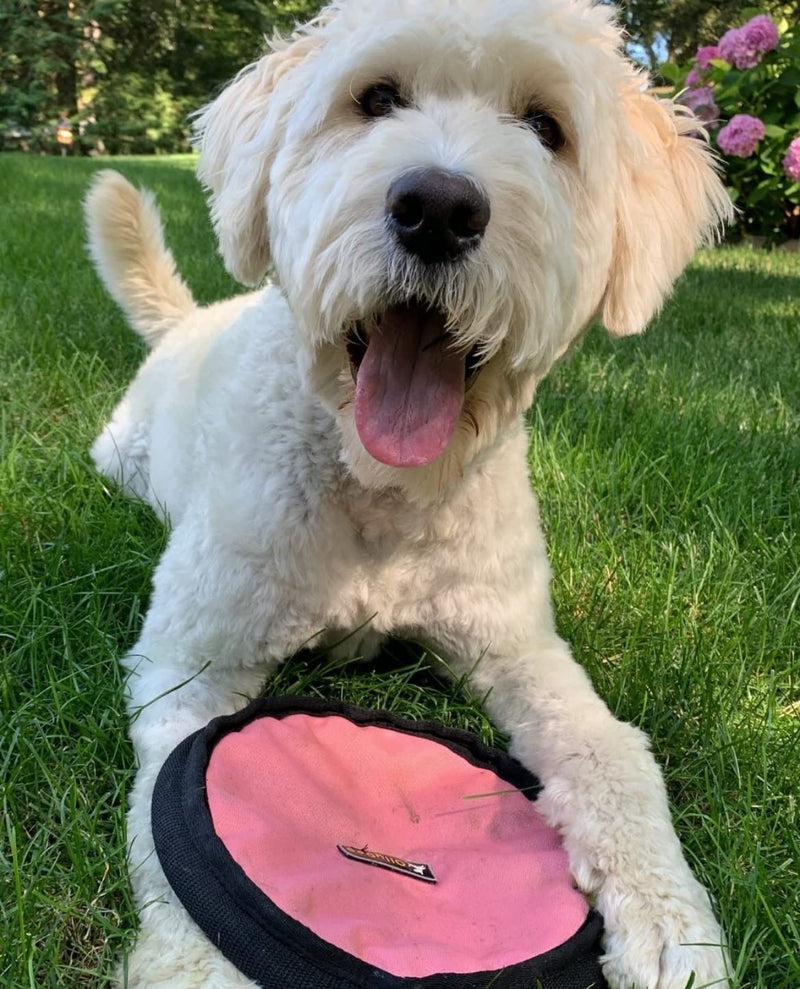 OllyDog Flyer Disc, Dog Frisbee, Lightweight and Floating, Dog Toys Interactive, Dog Stuff, Gentle on Teeth and Gums Pink - BeesActive Australia