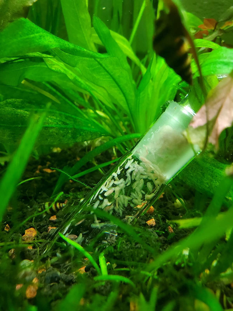 3 Holes Planaria Aquarium Trap Leeches Catcher 2 Pieces for Cherry Shrimp Crystal Red Shrimp Dwarf Shrimp Fish Tank Supplies - BeesActive Australia