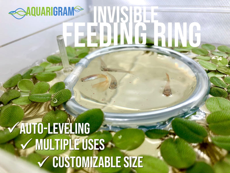 Invisible Feeding Ring (Customizable and Auto-Leveling) for Floating Plant Aquariums and Fish Tanks Standard 2.5" Feeding Ring - BeesActive Australia