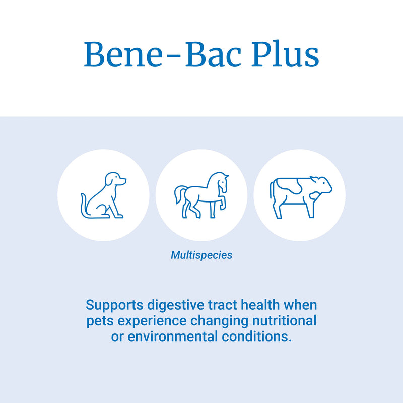 PetAg Bene-Bac Plus Pet Gel - FOS & Probiotics Gel Supplement with Naturally Occurring Microorganisms - 1 Count (15 g Syringe) - BeesActive Australia