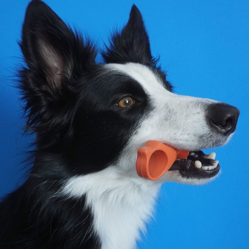 Paw Ready Pet Toothbrushing Assistant for Puppies' Dogs and Cats Allows You to Brush Your pet’s Teeth Without Constantly Worrying About Getting Bitten Medium Orange - BeesActive Australia