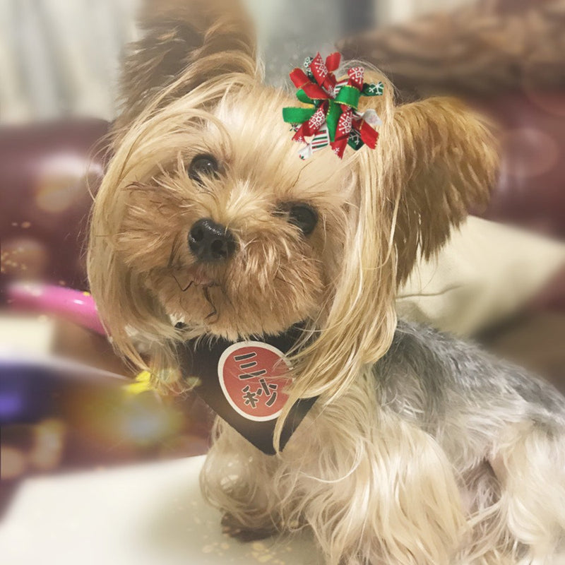 Hixixi 20pcs/Pack Pet Dog Cat Xmas Hair Bows Puppy Grooming Bows Hair Accessories with Rubber Bands B# - BeesActive Australia