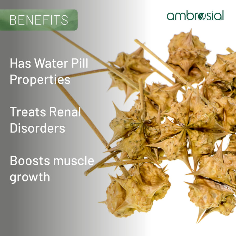 Ambrosial Gokshura Tribulus Terrestris High Strength 500 mg per Capsule | Tribulus Terrestris Extract Capsules for Men & Women | Herbal Supplement for Energy & Immunity (Pack of 1-60 Capsules) 60 count (Pack of 1) - BeesActive Australia