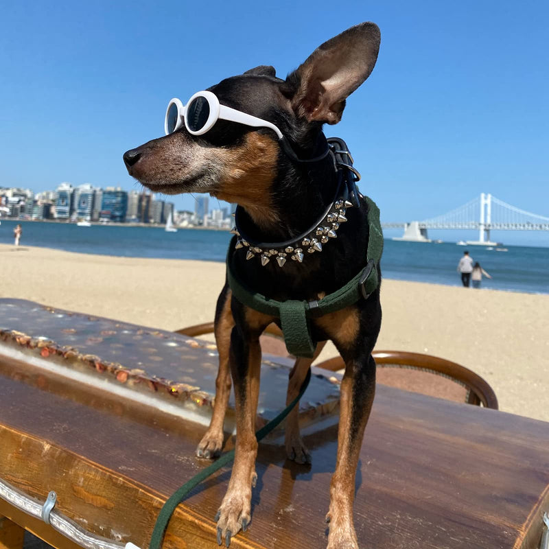 DOGGYZSTYLE Spiked Studded Rivet Leather Dog Collar for Cats Puppy Small Medium Pets Large (Pack of 1) Black - BeesActive Australia