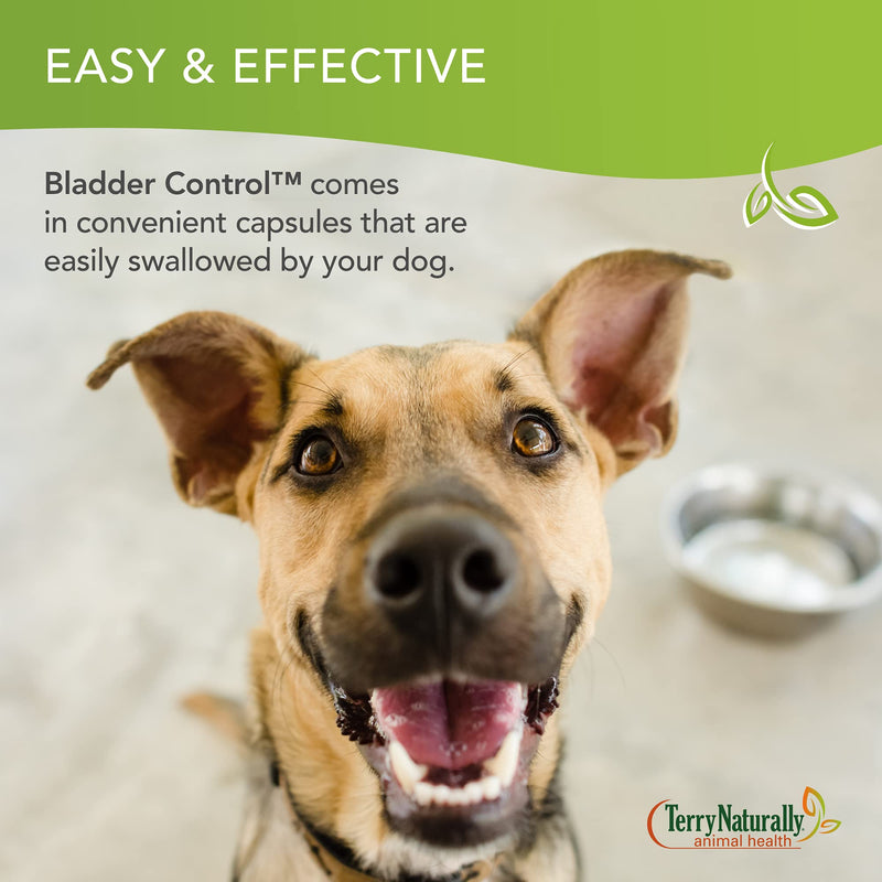 Terry Naturally Animal Health Bladder Control - 30 Capsules - 100 mg Angelica - Bladder Health & Urinary Tract Support for Dogs - Non-GMO, Canine Only - 30 Servings - BeesActive Australia