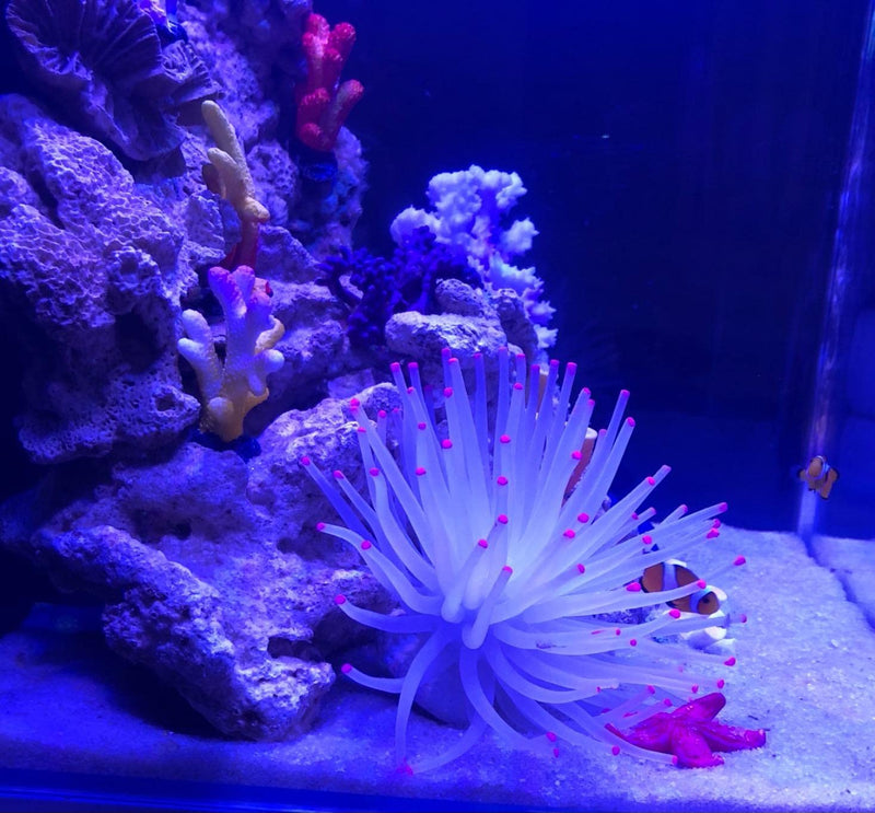 Mallofusa Artificial Aquarium Fish Tank Decoration Silicone Sea Anemone Artificial Fish Tank Ornament Decoration White - BeesActive Australia