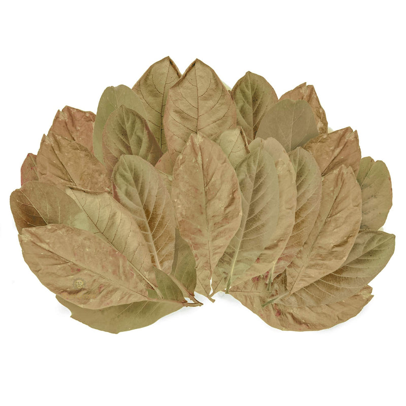 SunGrow Indian Almond Catappa Leaves for Aquarium Turtles, Leaf Litter, Beneficial Terrarium Décor, Lowers Stress & Balances pH Levels Mini (2", 100 Pcs) - BeesActive Australia