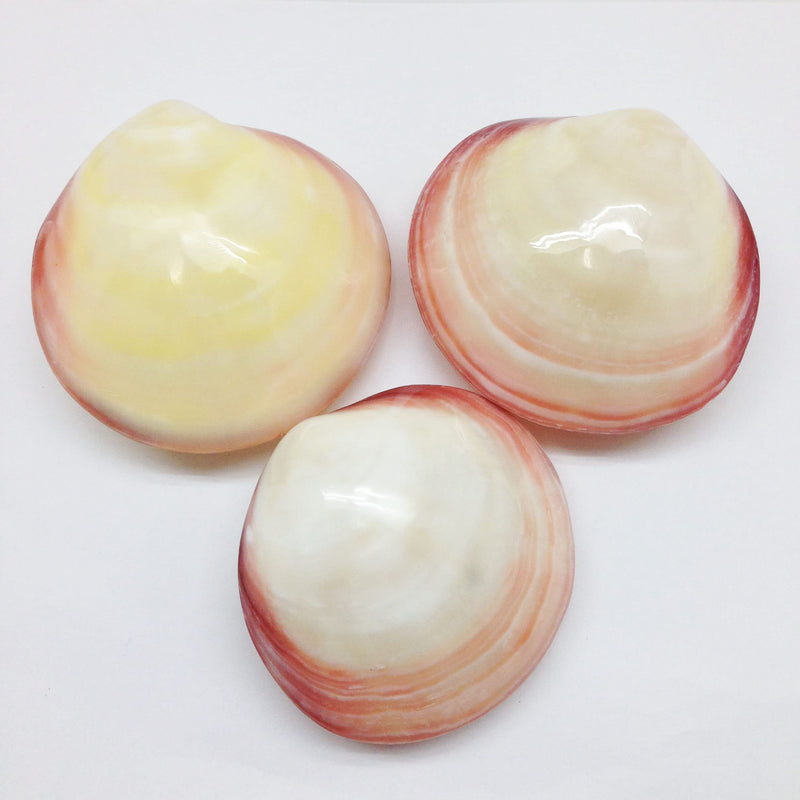 PEPPERLONELY 3 Pairs Polished Tiger Clam Sea Shells, 3-1/2 Inch ~ 4 Inch 40#. Polished Tiger Clam 3-1/2" ~ 4" - BeesActive Australia