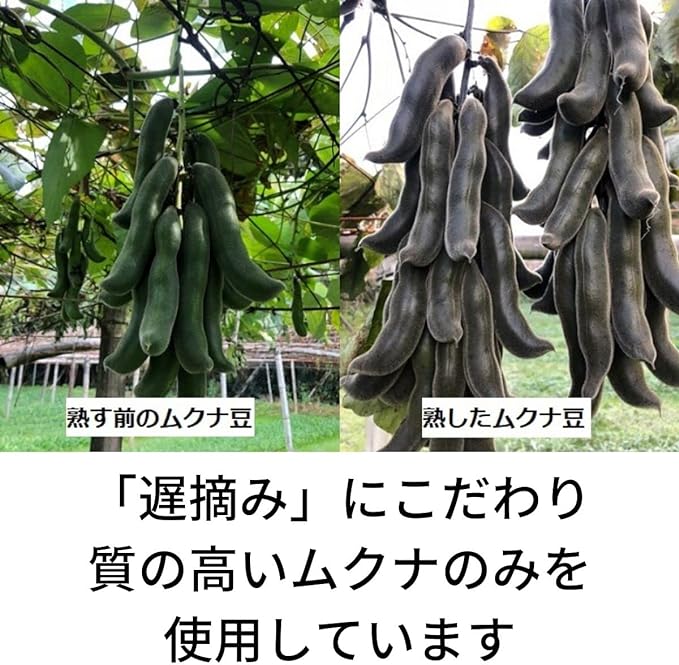Mukuna Bean Powder, 100% Made in Japan (Kyushu), 100% Use, Late Picking, Pure Mukuna Beans, Junmuku Powder - BeesActive Australia