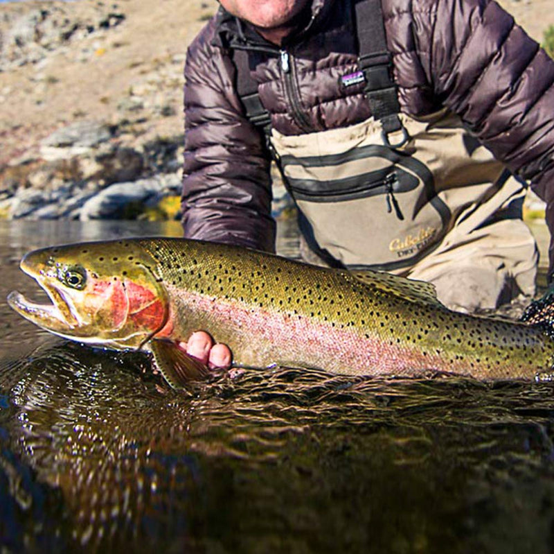 YZD Fly Fishing Big Trout Flies Kit Top 5 Steelhead Flies Flyfishing Gear Premium Wet Dry Flies Trout Lures Streamer Nymph Emerger Fishing Assorted Trout Flies Bass Salmon NZF-03 - BeesActive Australia