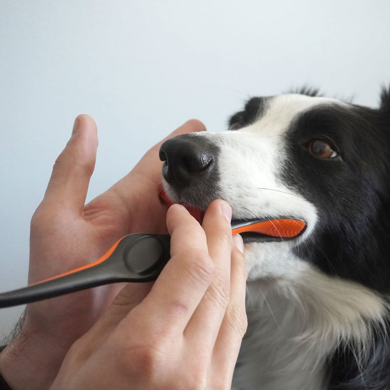 Pet Toothbrush for Dogs and Cats by Brushmate - Dual Size Angled Soft Brush Heads, Ergonomic Handle with a Flat Center That enhances Grip Control Orange - BeesActive Australia