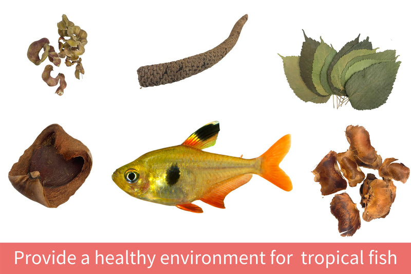 Snout and Shell 10 Mangrove Botanical Leaves - Fish & Aquarium Natural Decor for Aquatic Pets - BeesActive Australia