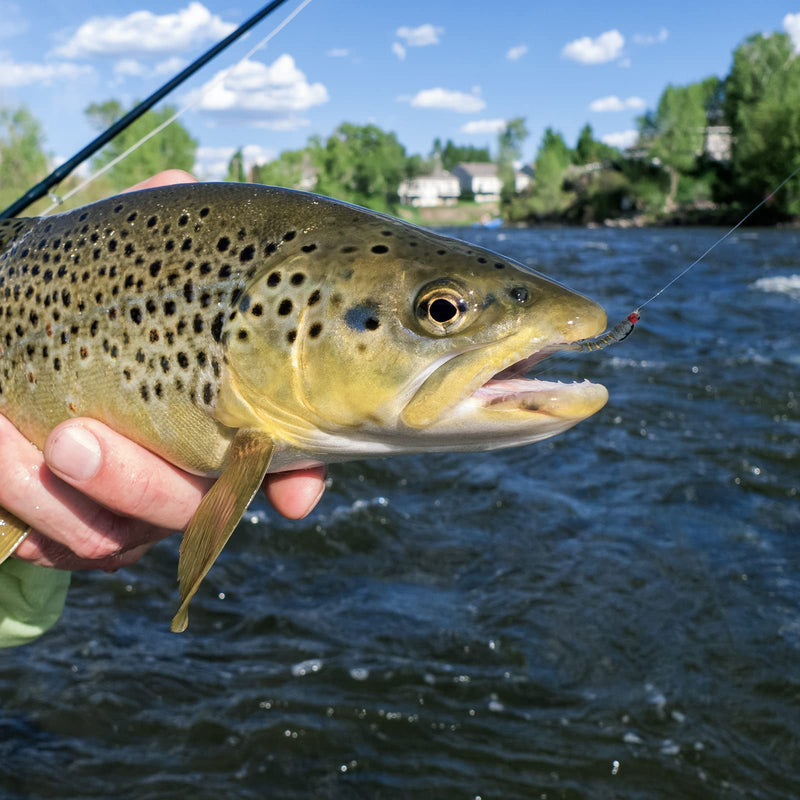 Goture Fly Fishing Flies Kit - 40pcs/76pcs/100pcs Fly Fishing Lures with Fly Fishing Box - Fly Fishing Assortment Kit for Bass Trout Salmon Fishing - Dry Flies Wet Flies Streamers Nymphs C - 10pcs flies - BeesActive Australia