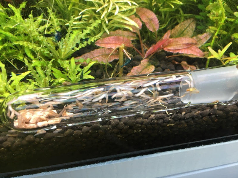 3 Holes Planaria Aquarium Trap Leeches Catcher 2 Pieces for Cherry Shrimp Crystal Red Shrimp Dwarf Shrimp Fish Tank Supplies - BeesActive Australia