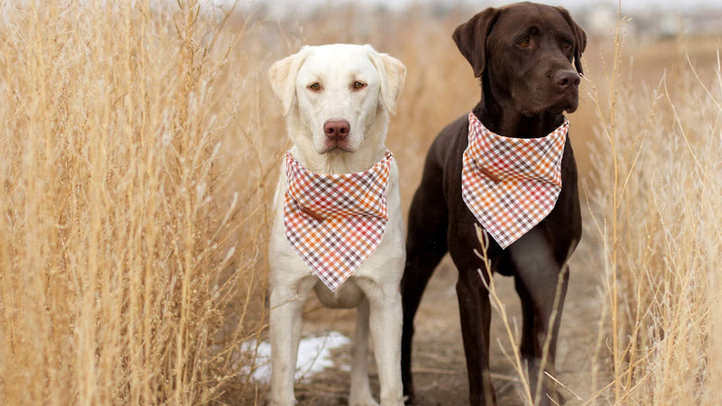 Elegant little tail Dog Bandana for Boy Girl Small Medium Large Dogs, Comfortable Dog Bibs Scarf, Adjustable Square Dog Kerchief Large (Pack of 1) Autumn - BeesActive Australia