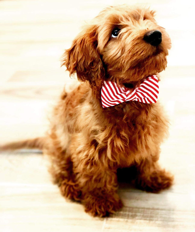 Lionet Paws Christmas Dog Collar with Bowtie Durable Adjustable Handmade Comfortable Bow Tie Dog Collar Cat Collar with Metal Buckle,Party,Festival,Holiday Style Girl Boy Gift Large (Pack of 1) Red&White Stripe - BeesActive Australia