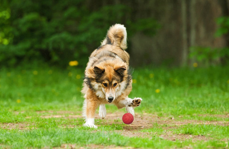 Snug Rubber Dog Balls for Small and Medium Dogs - Tennis Ball Size - Virtually Indestructible (3 Pack) Classic - BeesActive Australia