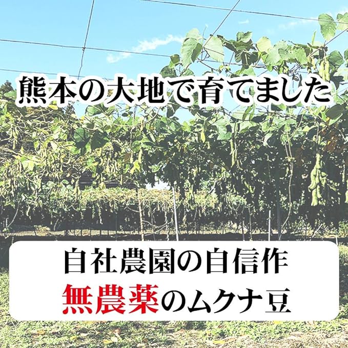 Made in Japan (from Kumamoto Prefecture) 100% Mukuna Beans; Natural Cultivation of Pesticide-free: As it is Mukuna Beans (8 Maso Beans), Raw Mukuna Beans (10.6 oz (300 g) - BeesActive Australia