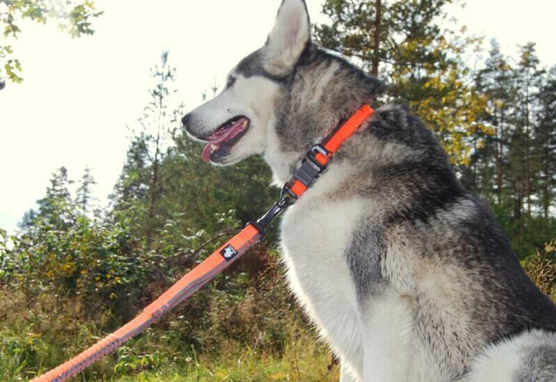 SGODA Dog Leash Hands Free Bungee Leash for Walking Running Training,Nylon Dog Lead with Soft Padded Waist Belt Large length 6.5-11Feet Red - BeesActive Australia