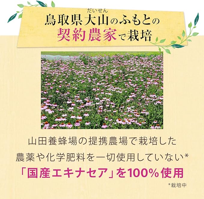 Yamada Bee Farm Echinacea grains <90 grains in bag> - BeesActive Australia