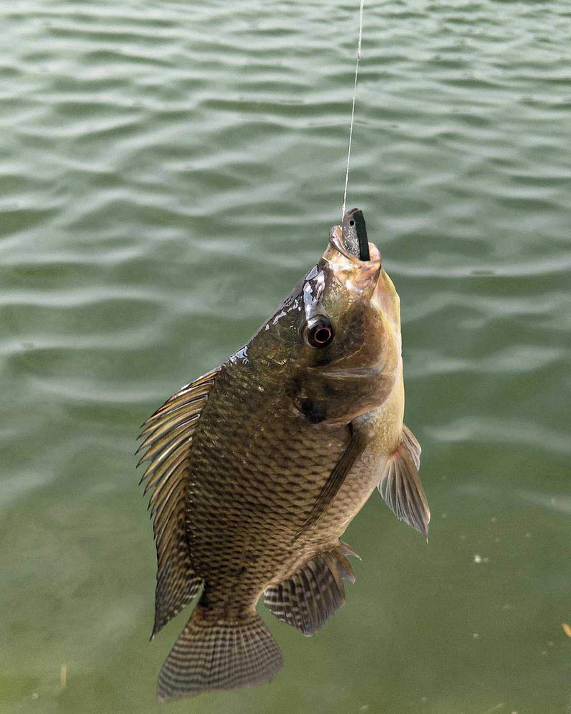 [AUSTRALIA] - Beoccudo Fishing Lures Bass Bait, Soft Plastic Split Tail Lure Set -24pcs Jerk Minnow Swimbait 