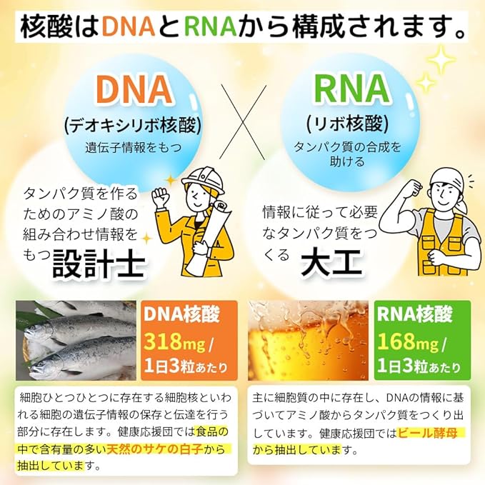 Concentrated DNA & RNA (Nucleic Acid): Approx. 1 month (90 capsules) Made in Japan - BeesActive Australia
