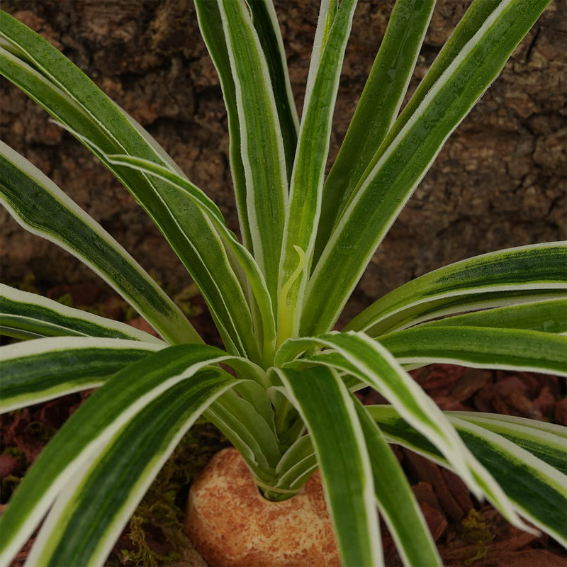 WOLEDOE Artificial Spider Plants, Reptile Terrarium Decor, Bearded Dragon Tank Accessories fit Crested Gecko Leopard Lizard Chameleon Ball Python Snake Frog - BeesActive Australia