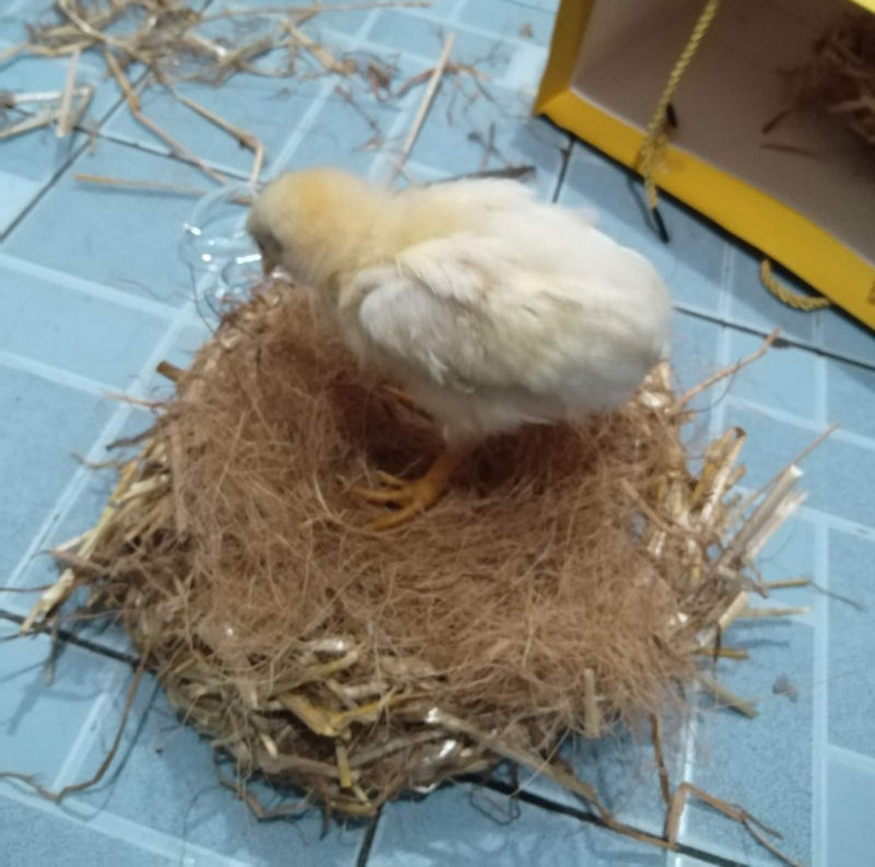 Lucky Interests Coconut Fiber, 9oz. Comfortable Bedding for Small Birds and Animals, Nest Material for Nest Building, Hideouts, Plants and Upholstery - BeesActive Australia
