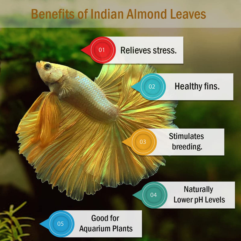 Premium Indian Almond Leave. Aquarium Decorations Size 6-9" Pack 50g(20-25 Leaves). Catappa Leaves Rich in Tannin. Superb to be Health Better, Vitality, Succesful Breeding! of Shrimp & Betta Fish Tank - BeesActive Australia