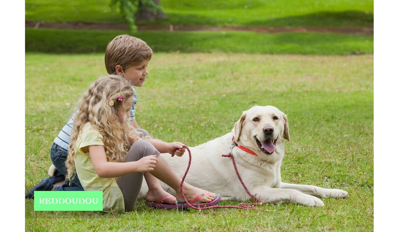 100pcs Disposable Canine Semen Collection Cones Bag Sleeves Dog Artificial Insemination Sheaths Canine - BeesActive Australia